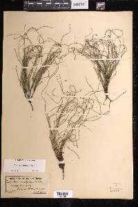 Equisetum scirpoides image