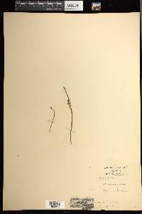 Botrychium simplex subsp. simplex image