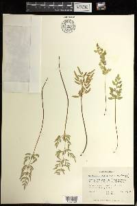 Cryptogramma stelleri image