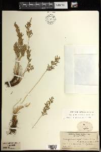 Cryptogramma acrostichoides image