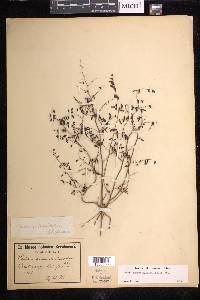 Pellaea andromedifolia image