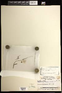 Ophioglossum gramineum image