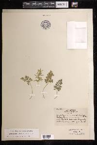 Cryptogramma acrostichoides image