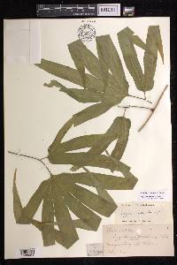 Lygodium merrillii image