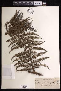 Dicksonia blumei image