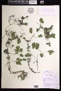 Marsilea deflexa image