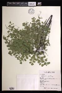 Adiantum andicola image