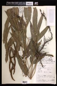 Acrostichum speciosum image