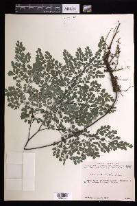 Adiantum andicola image