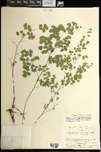 Adiantum poiretii image