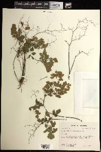 Adiantum tenerum image