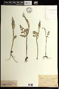 Botrychium matricariifolium image