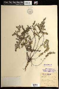 Adiantum excisum image