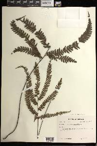 Adiantum pyramidale image