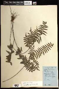 Adiantum humile image