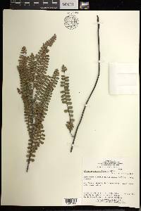 Adiantum serratodentatum image