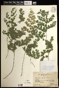 Adiantum lorentzii image