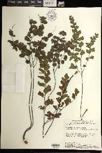 Adiantum sinuosum image