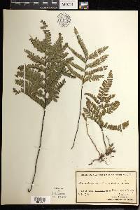 Adiantum serratodentatum image