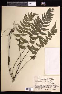 Adiantum obliquum image