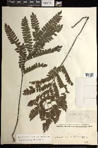 Adiantum serratodentatum image