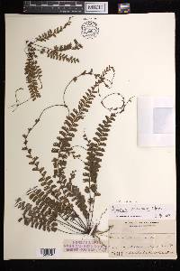 Adiantum ciliatum image