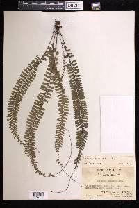 Adiantum caudatum image