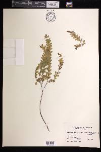 Adiantum patens subsp. oatesii image