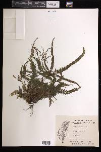 Adiantum hispidulum image