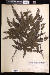 Adiantum novae-caledoniae image