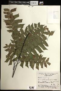 Adiantum trapeziforme image