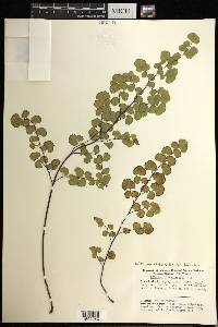 Adiantum thalictroides var. hirsutum image