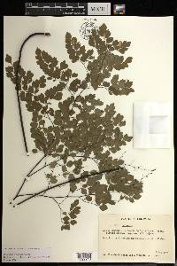 Adiantum amplum image