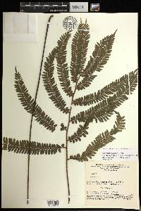 Adiantum paraense image