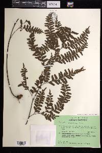 Adiantum aneitense image