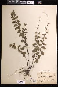 Adiantum soboliferum image