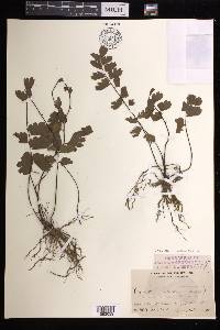 Adiantum soboliferum image