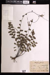 Adiantum soboliferum image