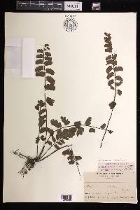 Adiantum soboliferum image