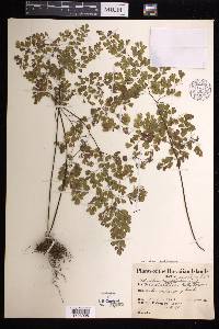 Adiantum raddianum image