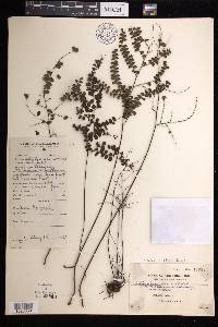 Adiantum stenochlamys image