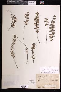 Adiantum zollingeri image