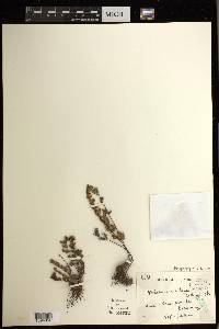 Oeosporangium velutinum image