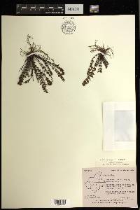 Oeosporangium elegans image