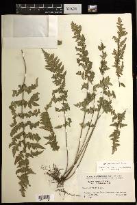 Cheilanthes lozanoi image