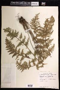 Myriopteris myriophylla image