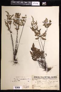 Doryopteris concolor image