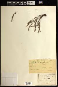 Notholaena greggii image