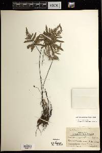 Notholaena sulphurea image