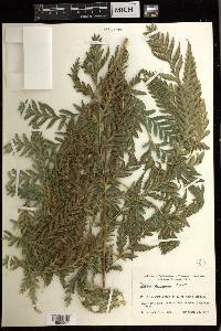 Pteris comans image